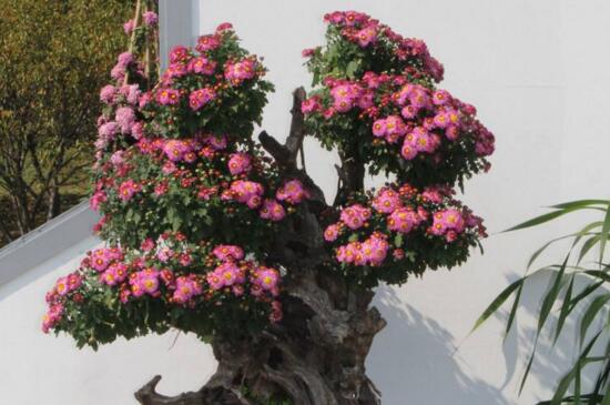 盆栽菊花如何浇水