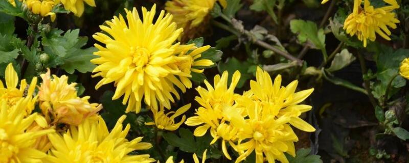 菊花有几种种类