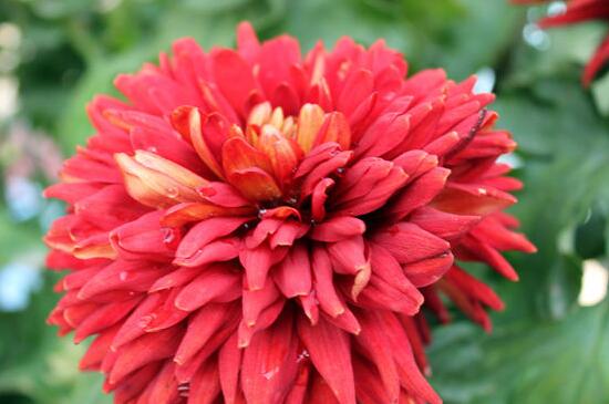 菊花有几种种类