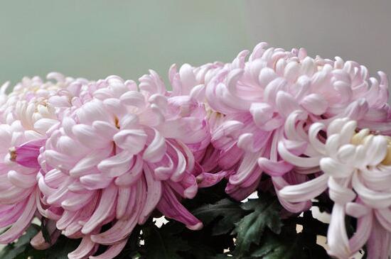 菊花有几种种类