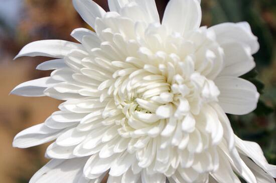 菊花有几种种类