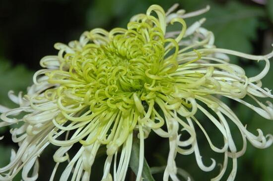 菊花有几种种类