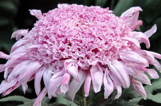 菊花有几种种类