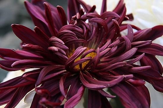 菊花有几种种类