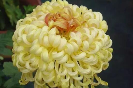 菊花有几种种类