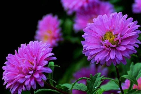 菊花有几种种类