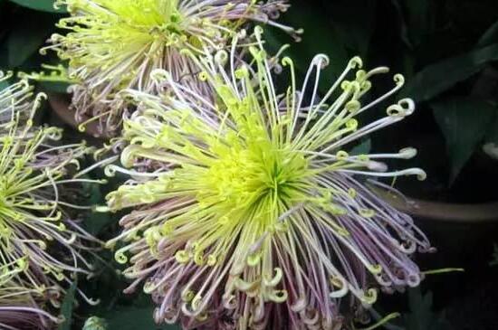 菊花有几种种类