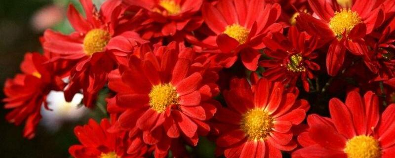 菊花有哪几种颜色