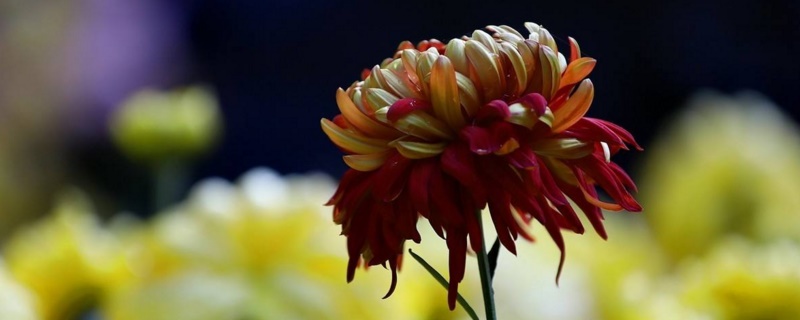 菊花苗的种植办法