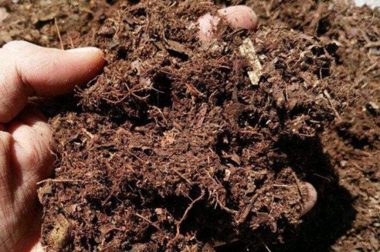 菊花苗的种植办法