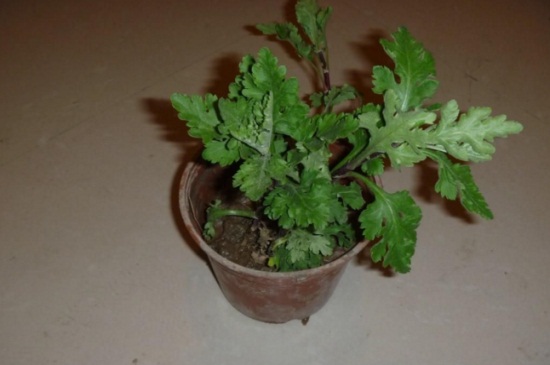 菊花苗的种植办法