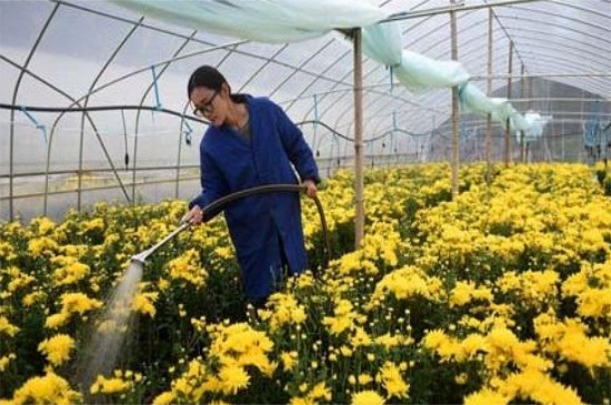 菊花苗的种植办法