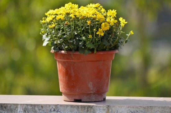 菊花苗的种植办法