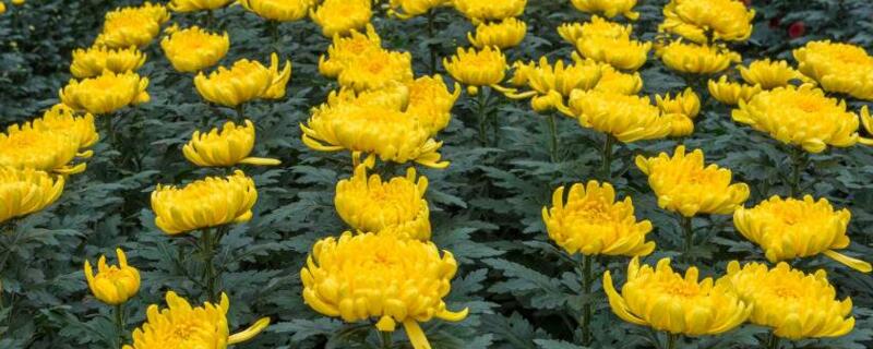 菊花种植办法和时间