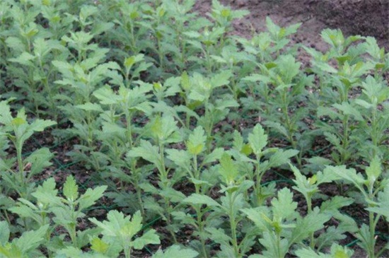 菊花种植办法和时间