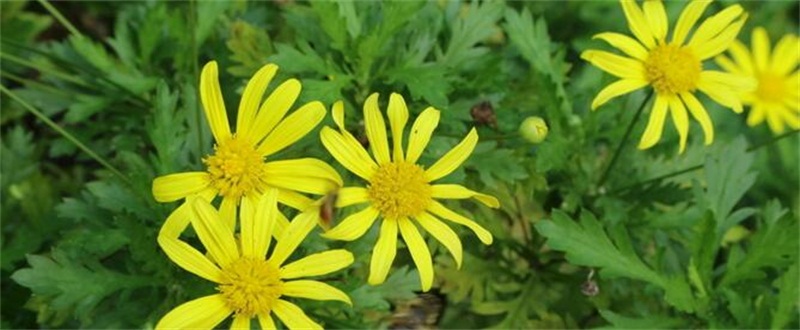 黄金菊如何养