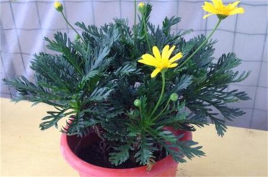 黄金菊如何养