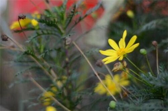 黄金菊如何养