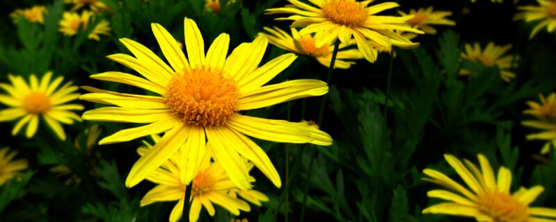 黄金菊如何修剪