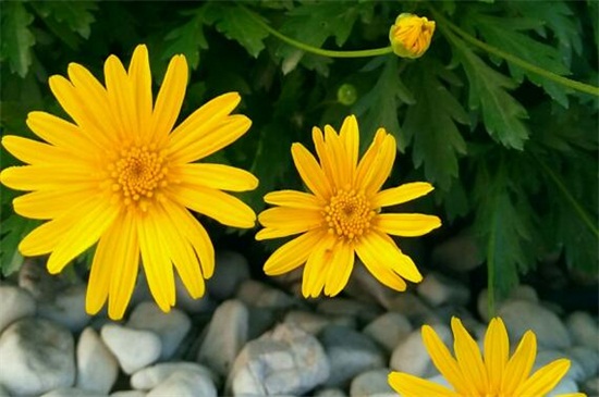 黄金菊如何修剪