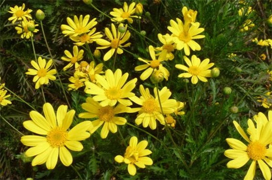 黄金菊如何修剪