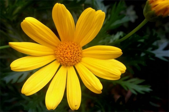 黄金菊的养殖办法和留意事项