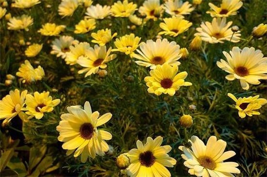 黄金菊的养殖办法和留意事项