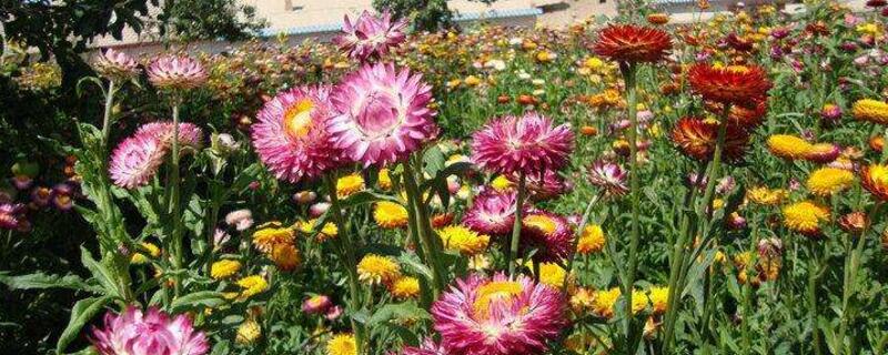 麦秆菊如何养殖