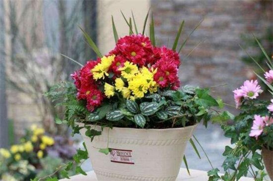 麦秆菊如何养殖