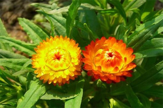 麦秆菊如何养殖