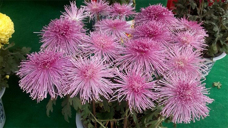 菊花的养殖办法和留意事项