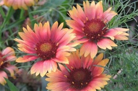 菊花的养殖办法和留意事项