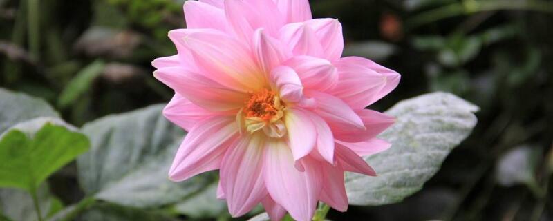 大丽菊的养殖办法和留意事项