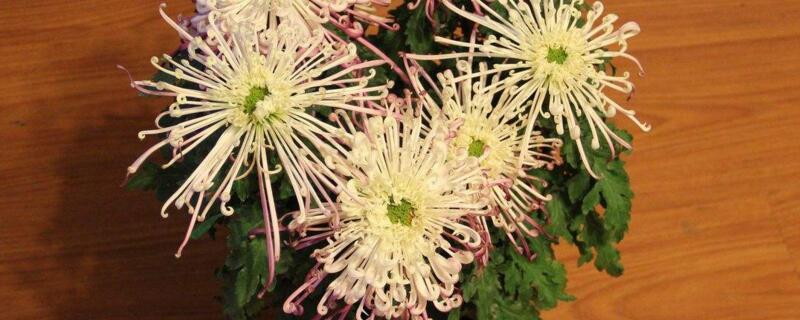 菊花的矮化办法