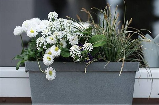 菊花的矮化办法