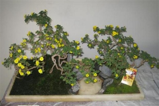 菊花的矮化办法