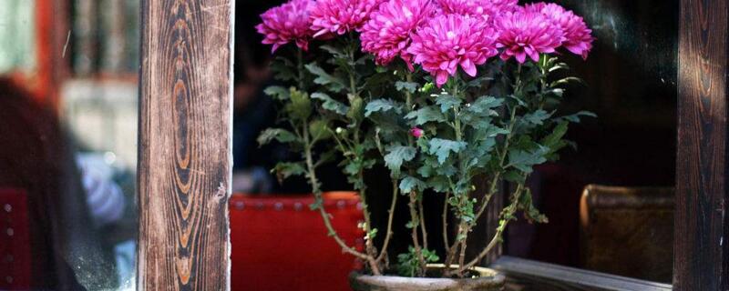 家里养菊花对风水如何样