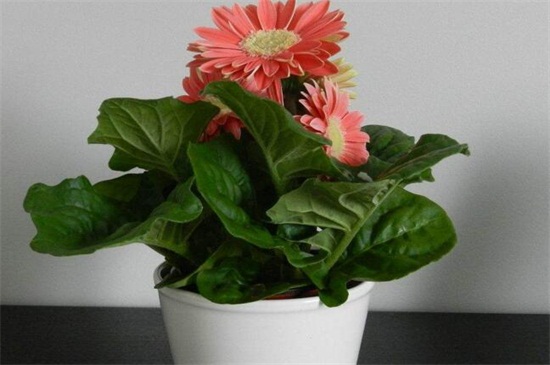 家里养菊花对风水如何样