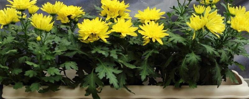 菊花冬季如何养