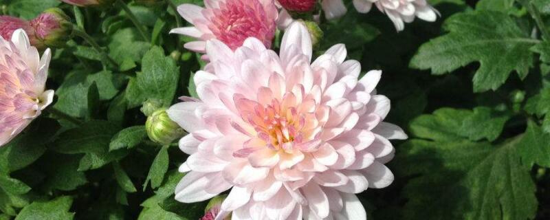 菊花有哪些种类