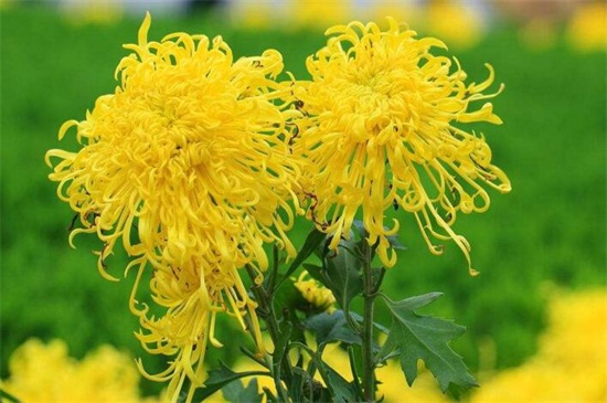 菊花有哪些种类