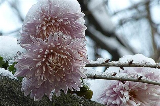 菊花有哪些种类