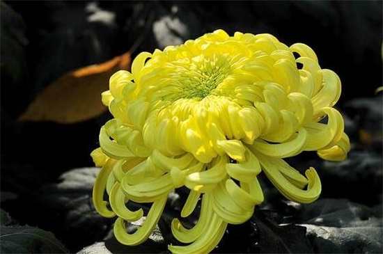 菊花有哪些种类