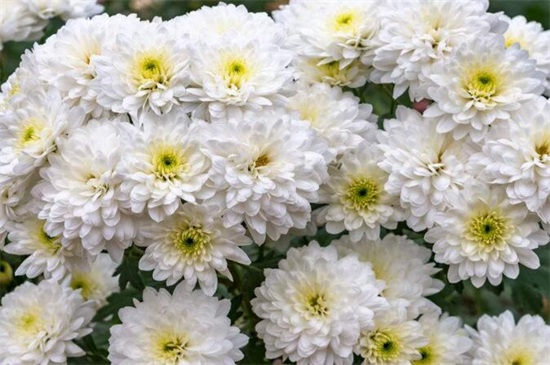 菊花有哪些种类