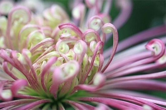 菊花有哪些种类