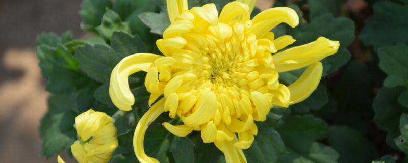 菊花叶子变黑如何回事