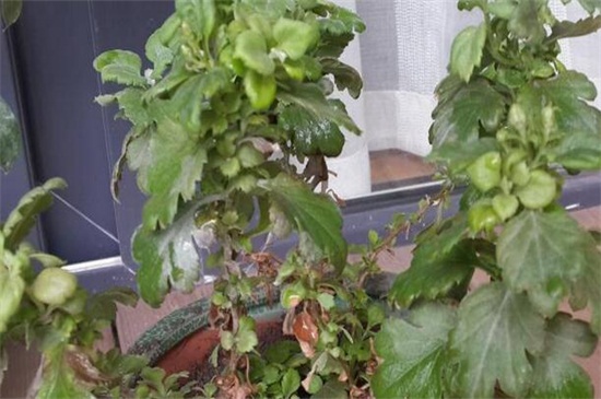 菊花叶子变黑如何回事