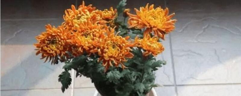 菊花花苗如何上盆