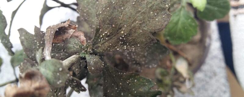 菊花叶子枯萎了如何办