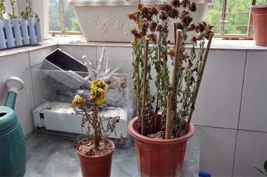 菊花叶子枯萎了如何办